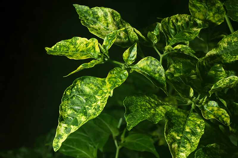 A close up horizontal image of a pepper plant showing symptoms of cucumber mosaic virus, pictured on a dark background.