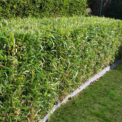 A square image of multiplex bamboo pruned into a hedge.