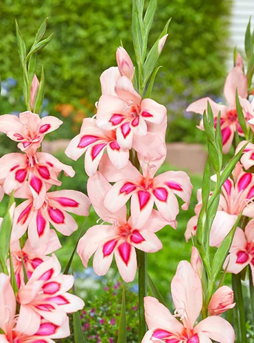 A close up vertical image of 'Nanus Impressive' gladiolus flowers growing in the garden.