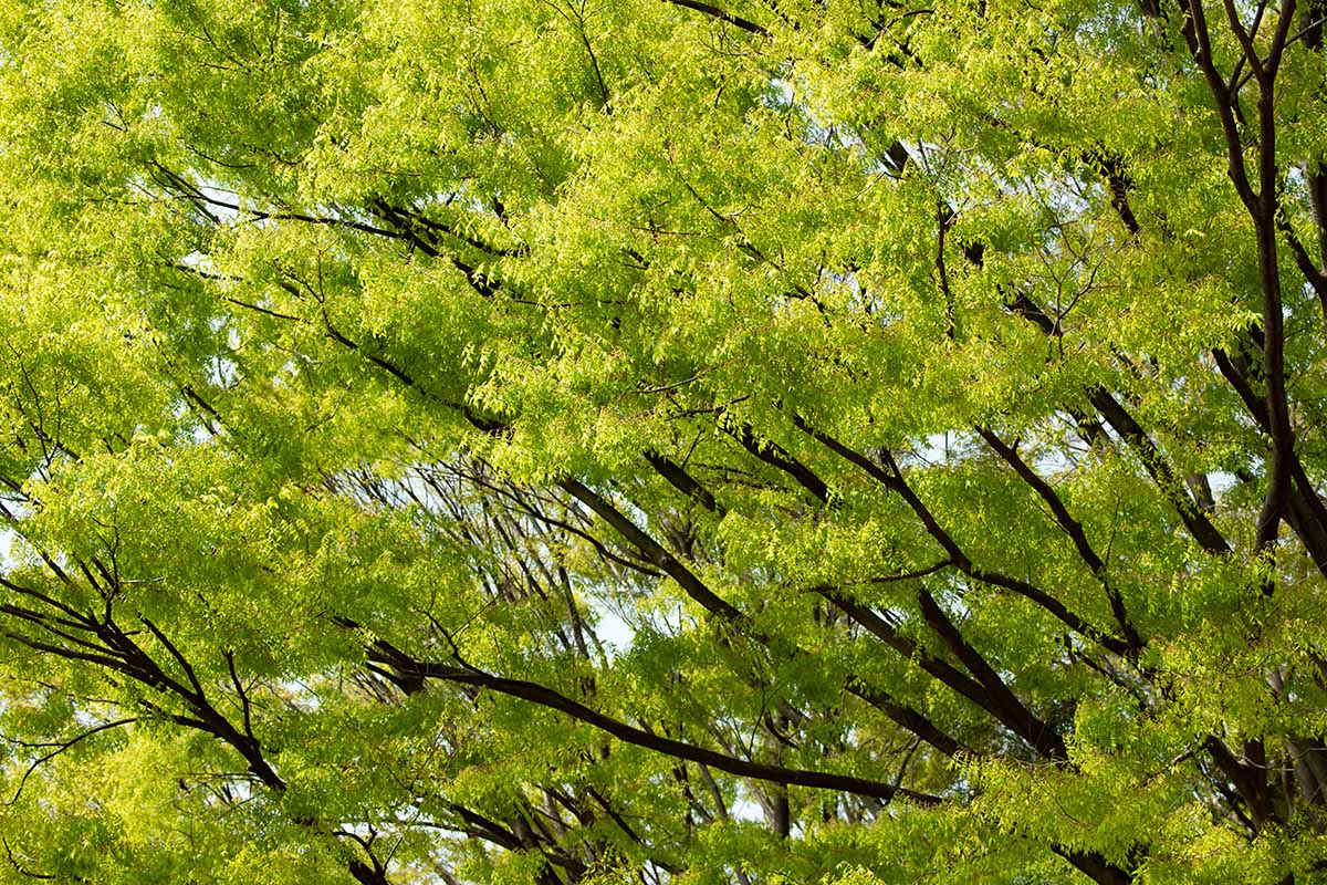 A horizontal image of bright green spring growth on a large, established Japanese zelkova tree.