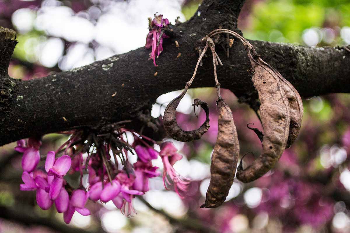 A close up horizontal image of the flowers and seed pods of an Oklahoma redbud tree, pictured on a soft focus background.