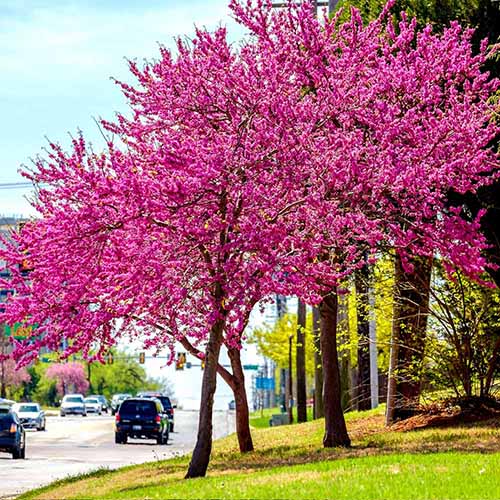 A square image of an Oklahoma redbud in full bloom growing by the side of a highway.