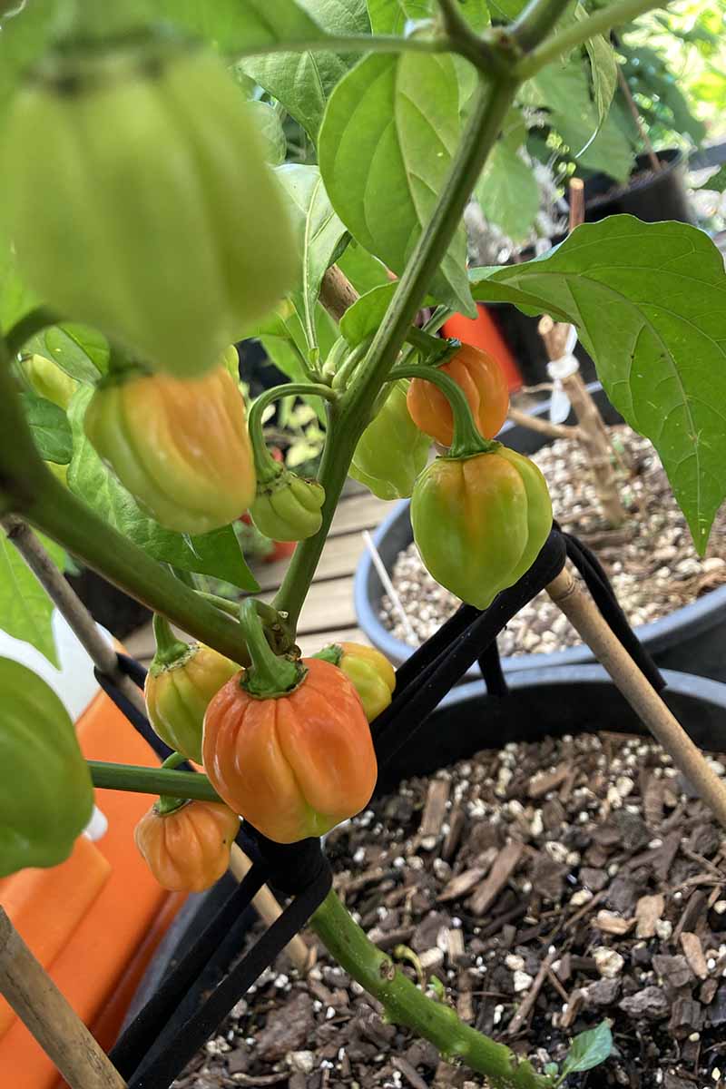 A close up vertical image of orange habaneros growing in containers on a wooden deck.