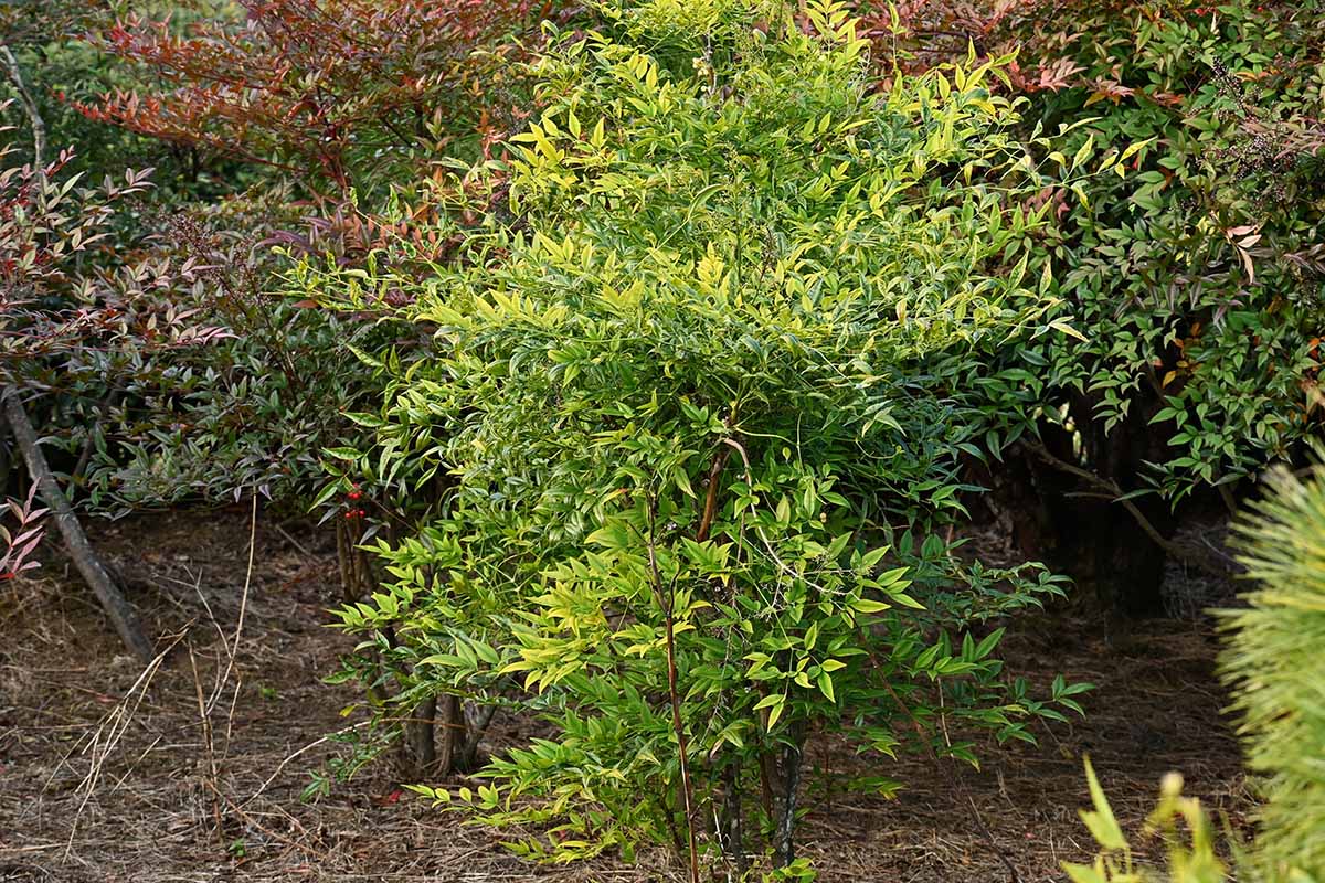 A horizontal image of heavenly bamboo shrubs in need of pruning, growing in the garden.