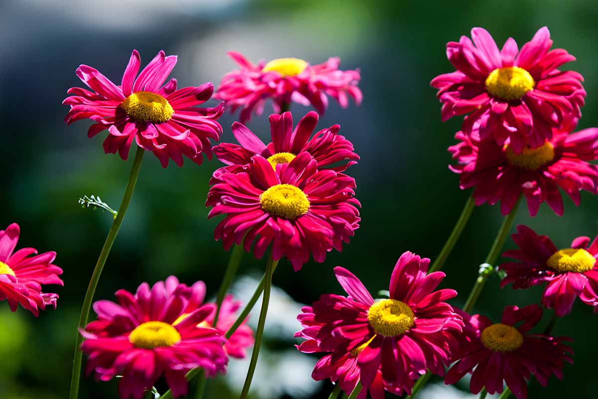 A horizontal image of red painted daisy flowers pictured in bright sunshine on a soft focus green background.