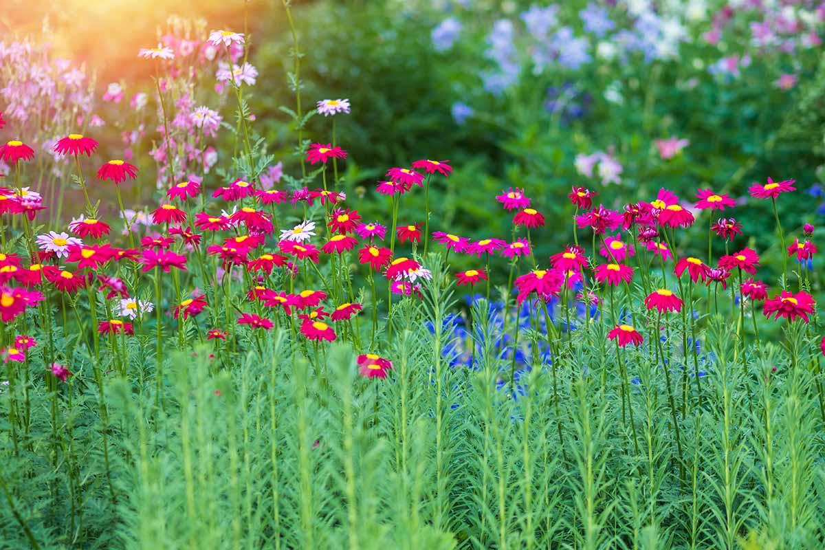 A horizontal image of a meadow filled with colorful painted daisy flowers (Tanacetum coccineum) pictured in evening sunshine.