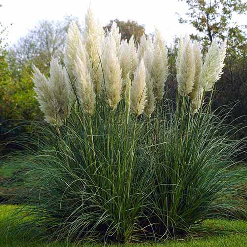 A square image of 'Plume White' pampas grass growing in the garden.