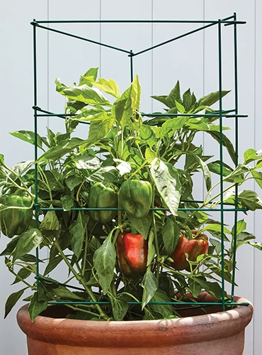 A close up of a support cage for peppers and tomato plants.