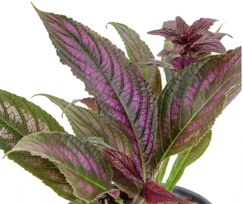 A close up of a small Persian shield plant in a pot isolated on a white background.