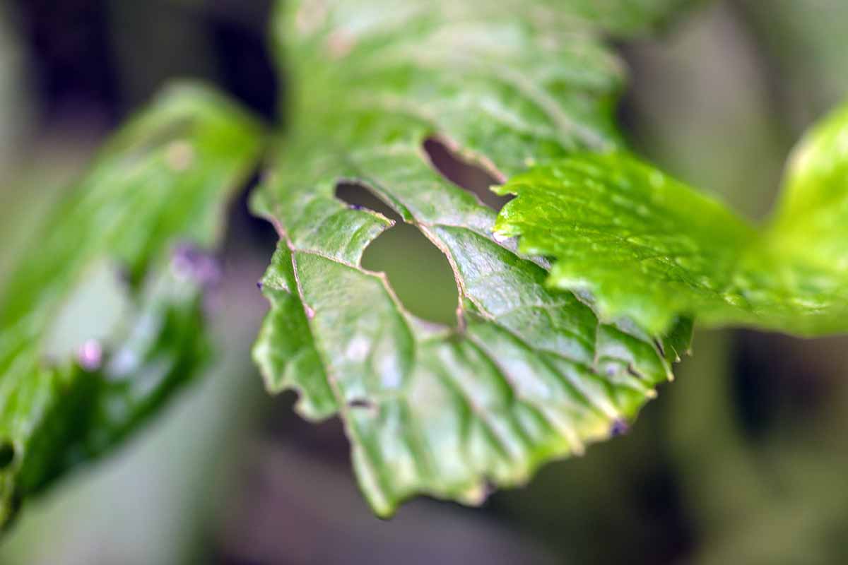 A close up horizontal image of foliage damaged by pests pictured on a soft focus background.