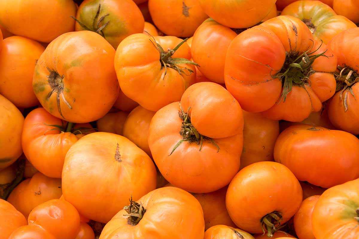 A close up horizontal image of a pile of freshly harvested 'Kellogg's Breakfast' tomatoes.