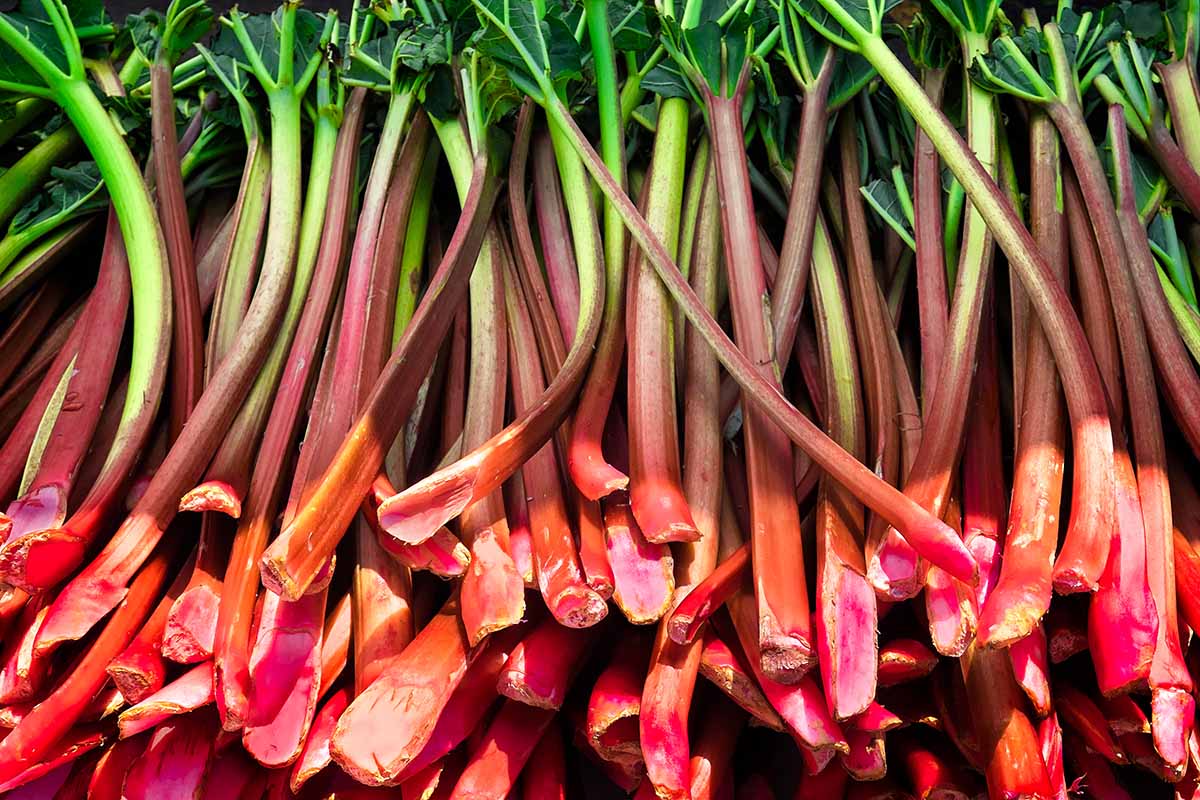 A close up horizontal image of a pile of freshly harvested rhubarb stalks at a market, pictured in light sunshine.