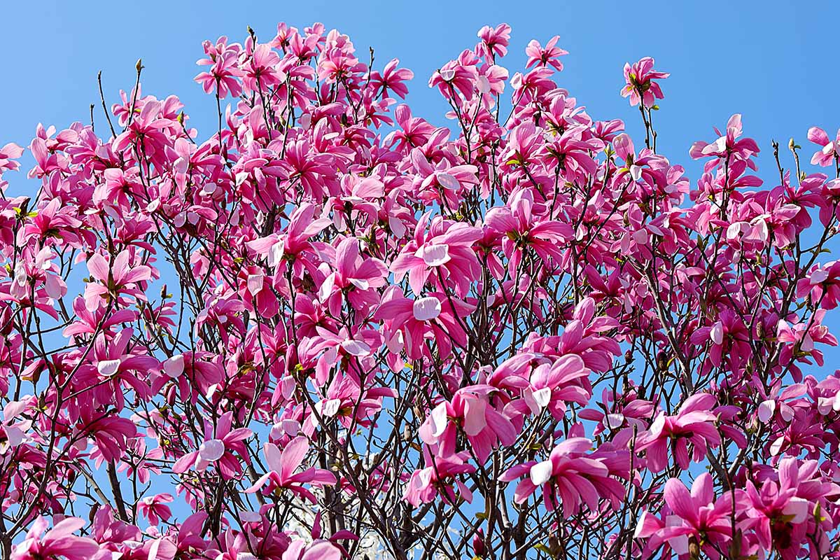 A horizontal image of bright pink 'Ann' magnolia flowers pictured on a blue sky background in bright sunshine.