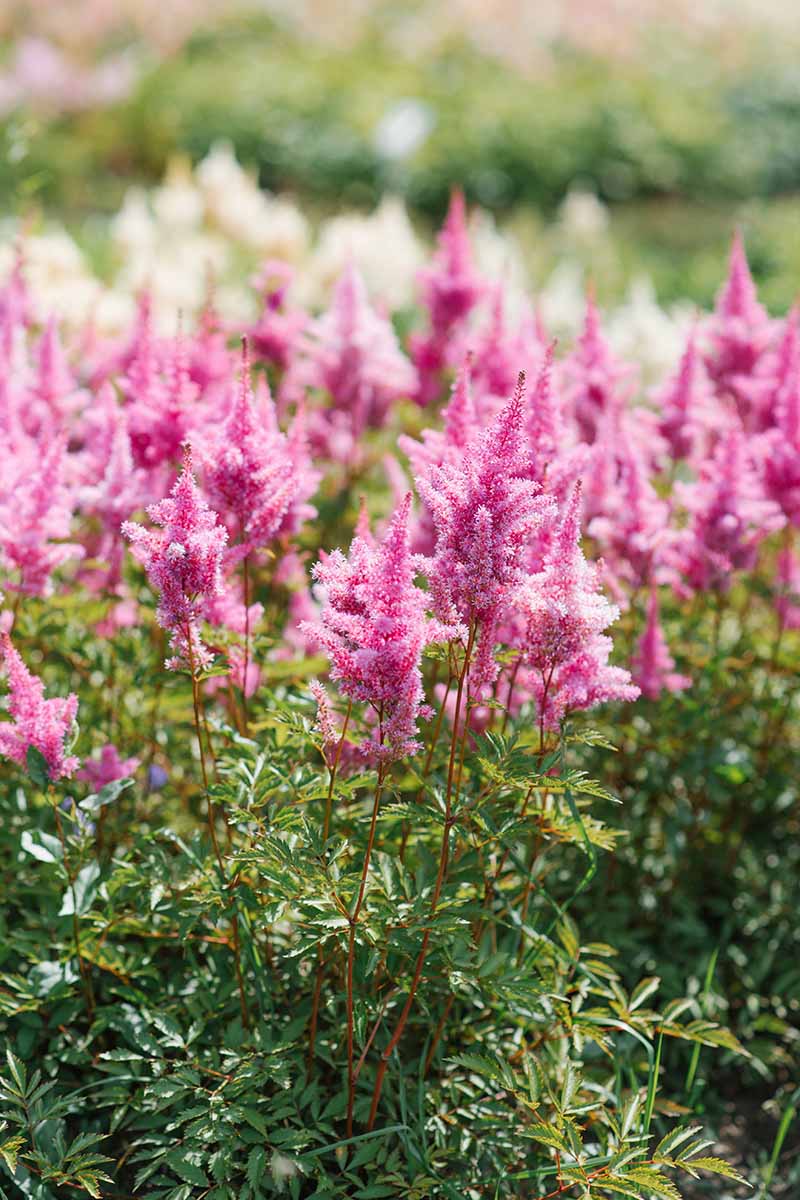 A close up vertical image of delicate pink astilbe plants growing in the summer garden.