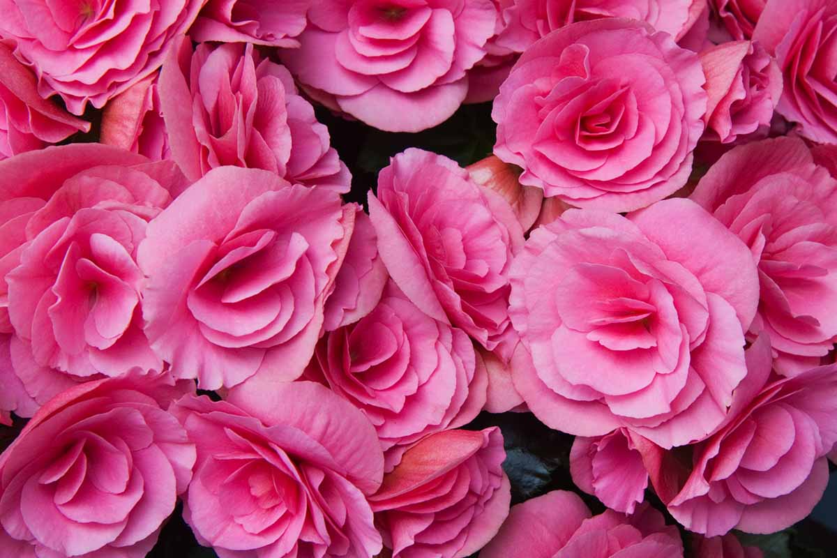 A close up horizontal image of bright pink begonias pictured on a dark background.