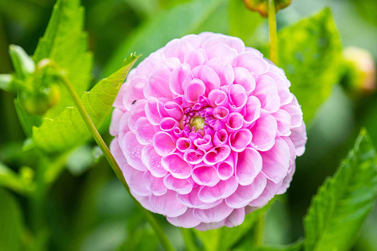 A close up horizontal image of a single pink dahlia flower growing in the garden pictured on a soft focus background.