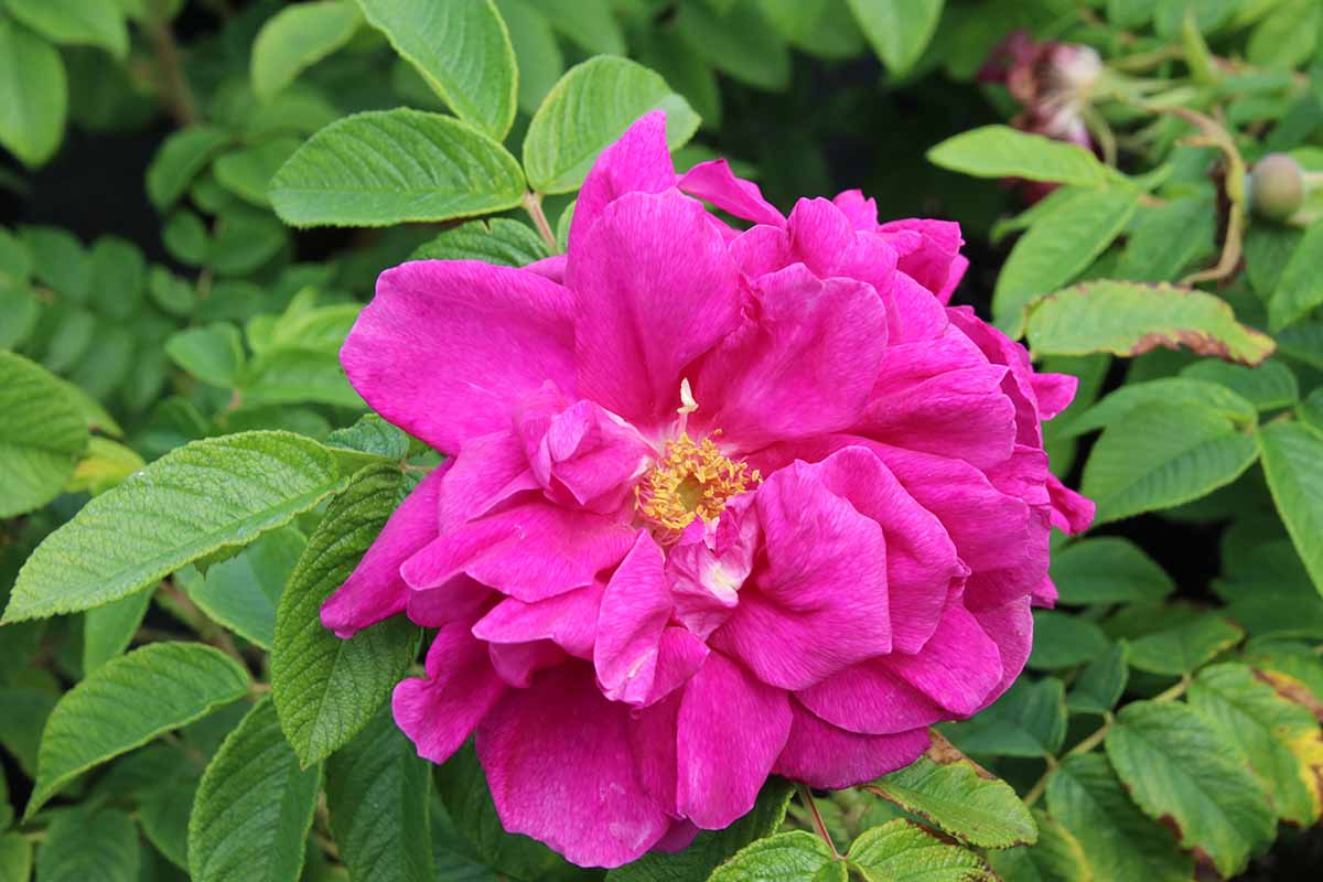A close up horizontal image of a single pink Rosa rugosa 'Hansa' growing in the garden, with foliage in soft focus in the background.
