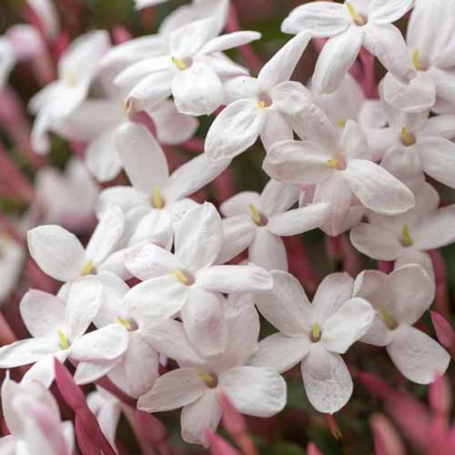 A close up square image of Jasminum polyanthum flowers growing in the garden.