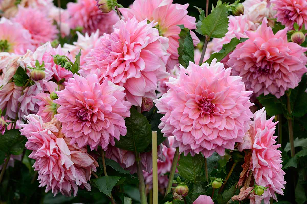 A horizontal image of large pink dinnerplate dahlia flowers growing in the garden pictured on a soft focus background.