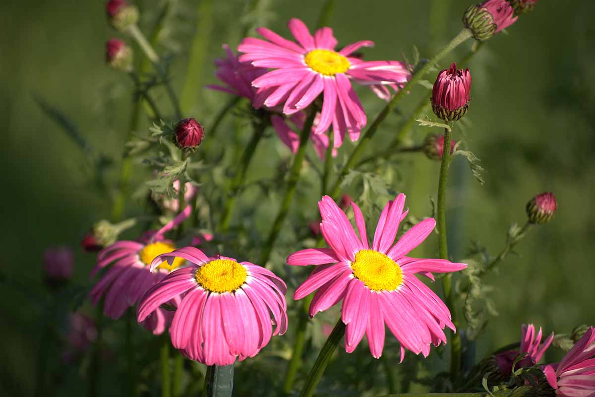 A horizontal image of pink painted daisies (Tanacetum coccineum) growing in the garden pictured on a soft focus background.