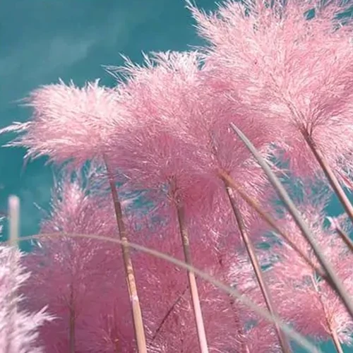 A square image of pink pampas grass pictured on a blue sky background.