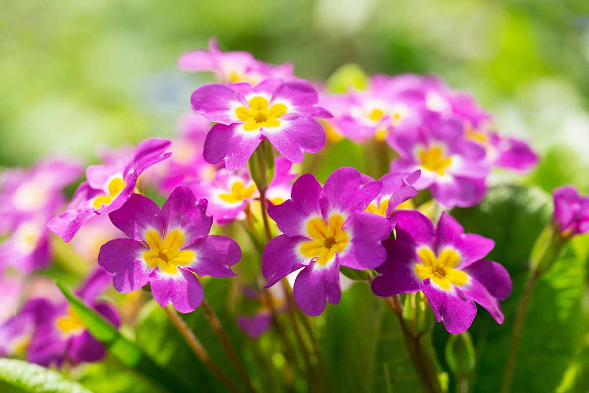 A close up horizontal image of pink and yellow primroses growing in the garden pictured on a soft focus background.