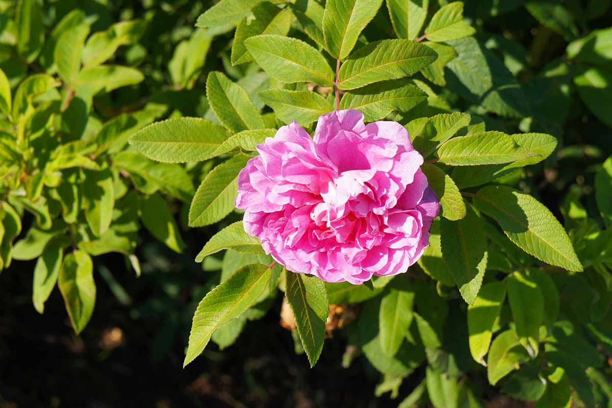 A close up horizontal image of a pink flower growing in the garden pictured in bright sunshine on a dark soft focus background.