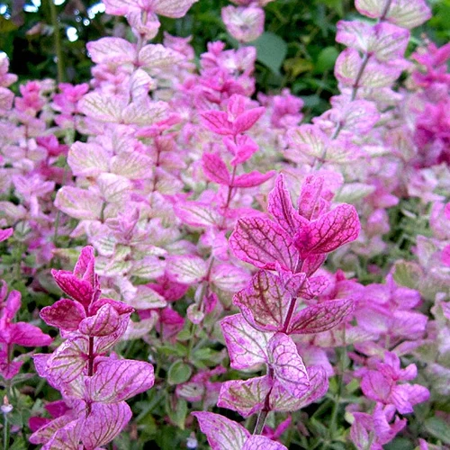 A close up square image of pink and white 'Pink Sundae' clary sage flowers growing in the garden.