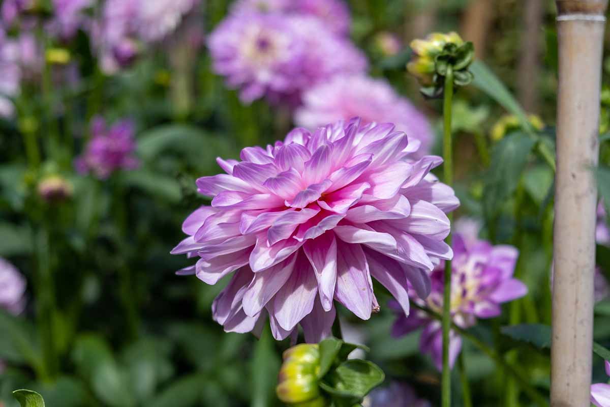 A close up horizontal image of a light purple dinnerplate dahlia growing in the garden pictured in light sunshine on a soft focus background.