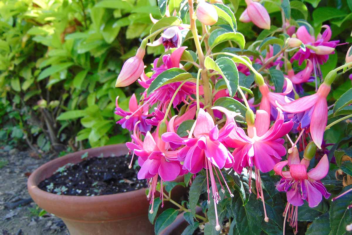 A close up horizontal image of a pink and white fuchsia plant growing in a terra cotta pot outdoors in the garden.