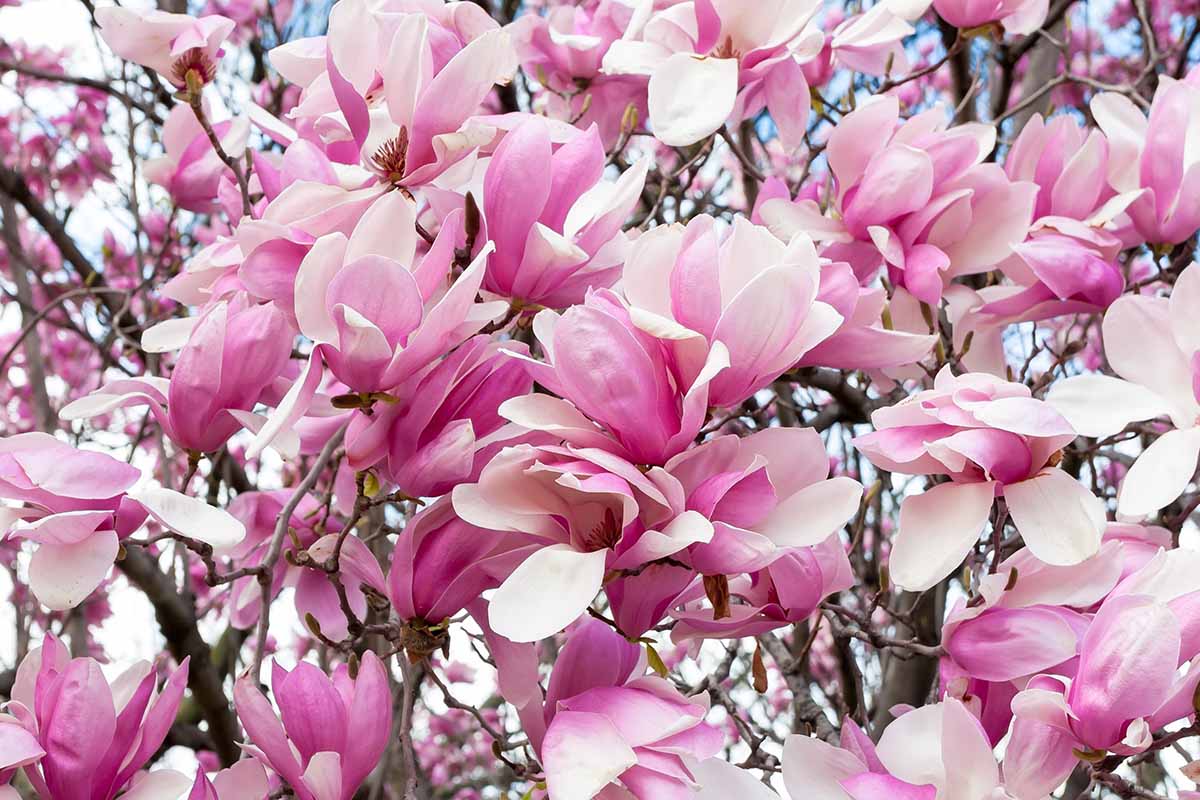 A close up horizontal image of pink and white saucer magnolia flowers on a tree in full bloom in springtime.
