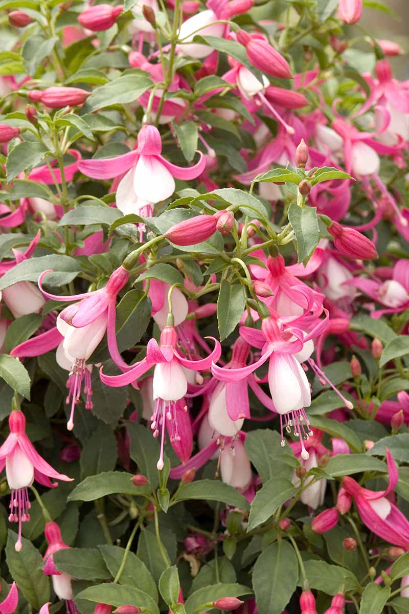 A close up vertical image of pink and white 'Windchime' flowers growing in a planter.