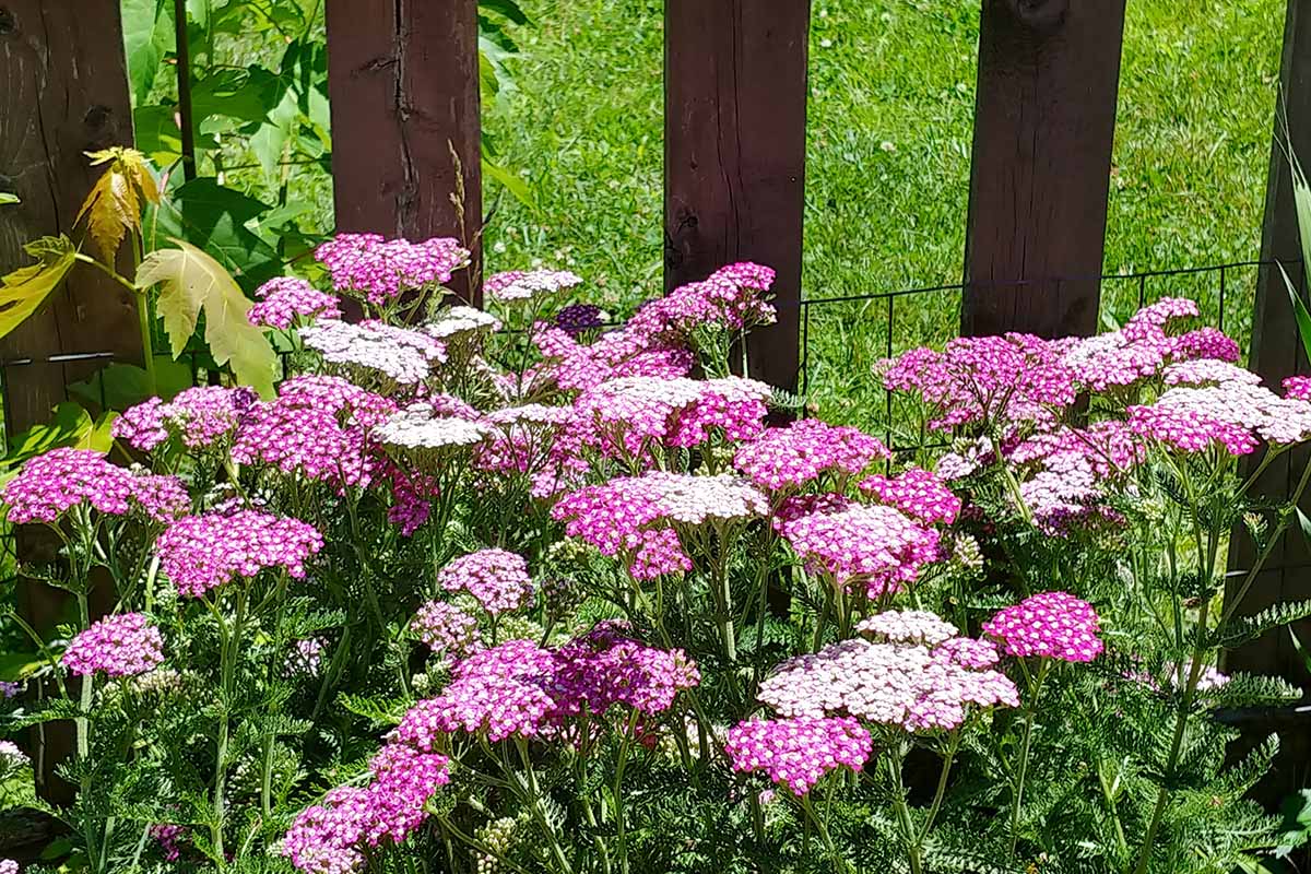 A close up horizontal image of pink and white yarrow growing by a wooden fence in bright sunshine.