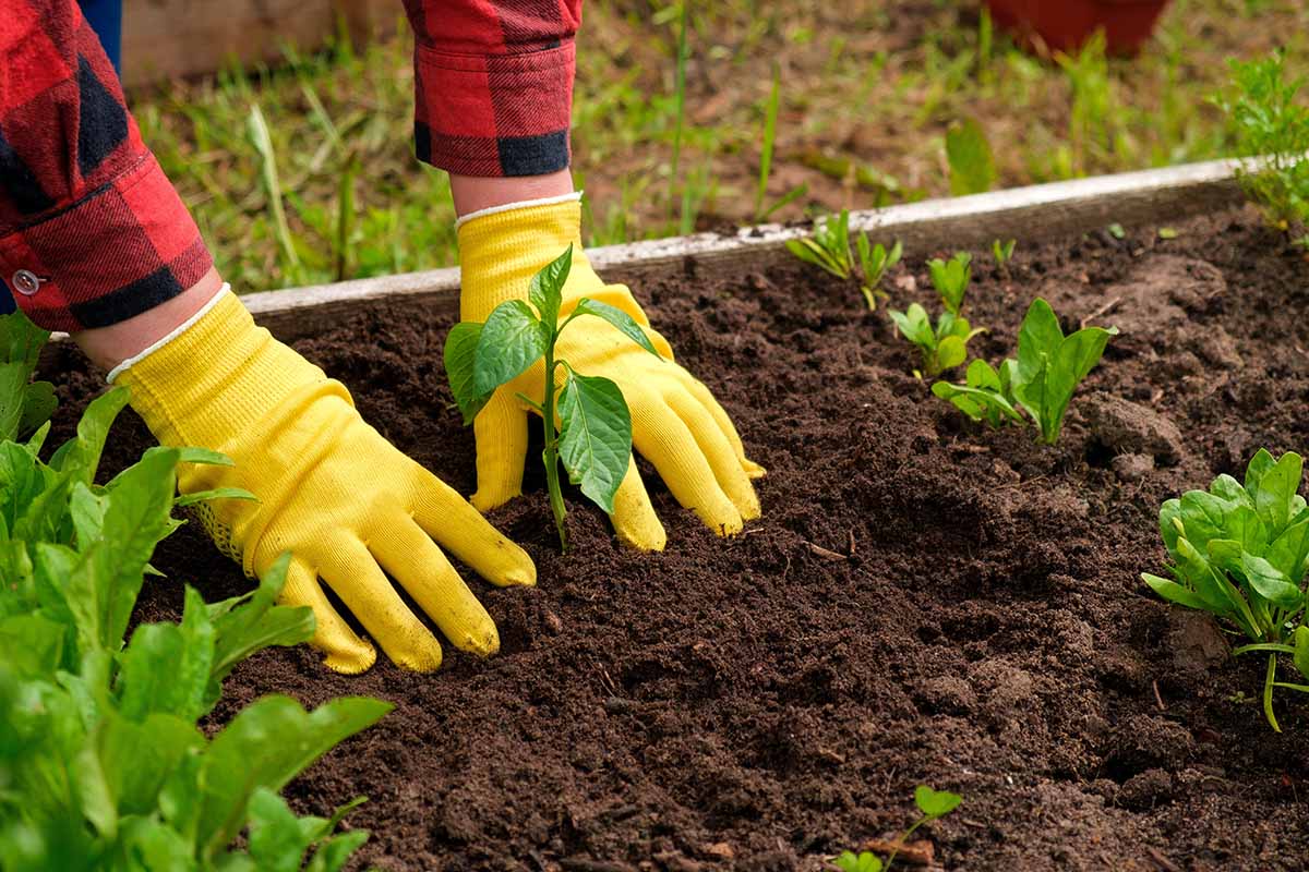 A close up horizontal image of a gardener wearing yellow gloves planting out hot pepper seedlings into a raised bed garden.