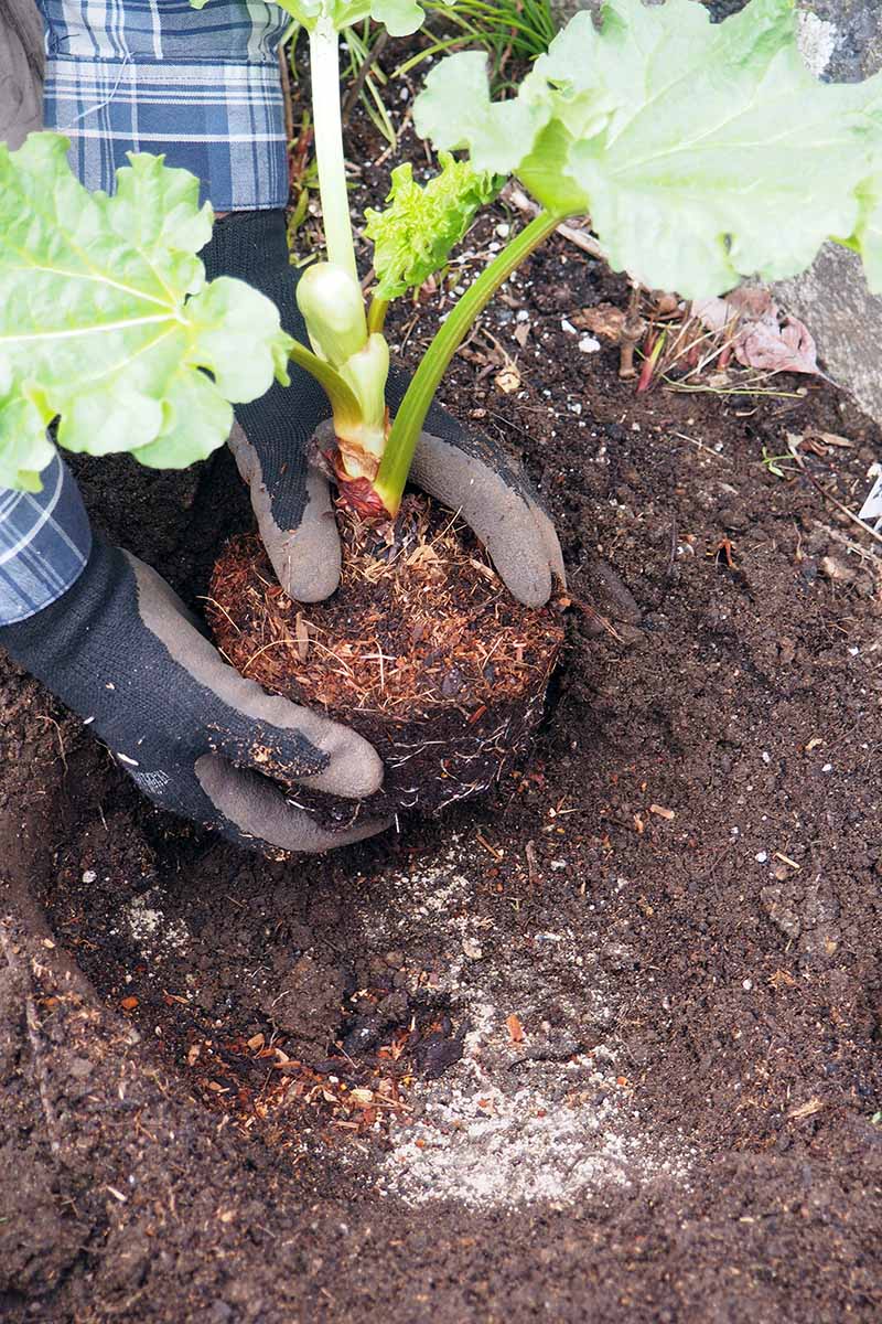 A close up vertical image of a gardener transplanting a rhubarb plant into the garden.
