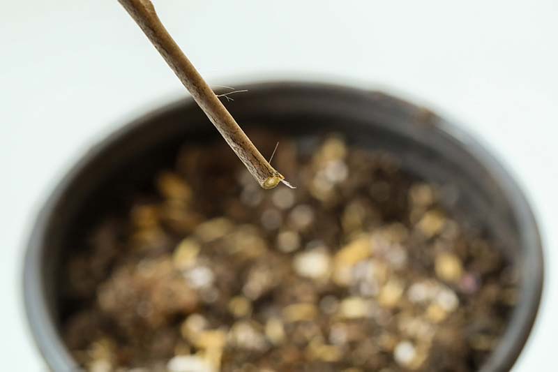 A close up horizontal image of the bottom end of a hardwood stem cutting about to be placed in a small plastic pot.
