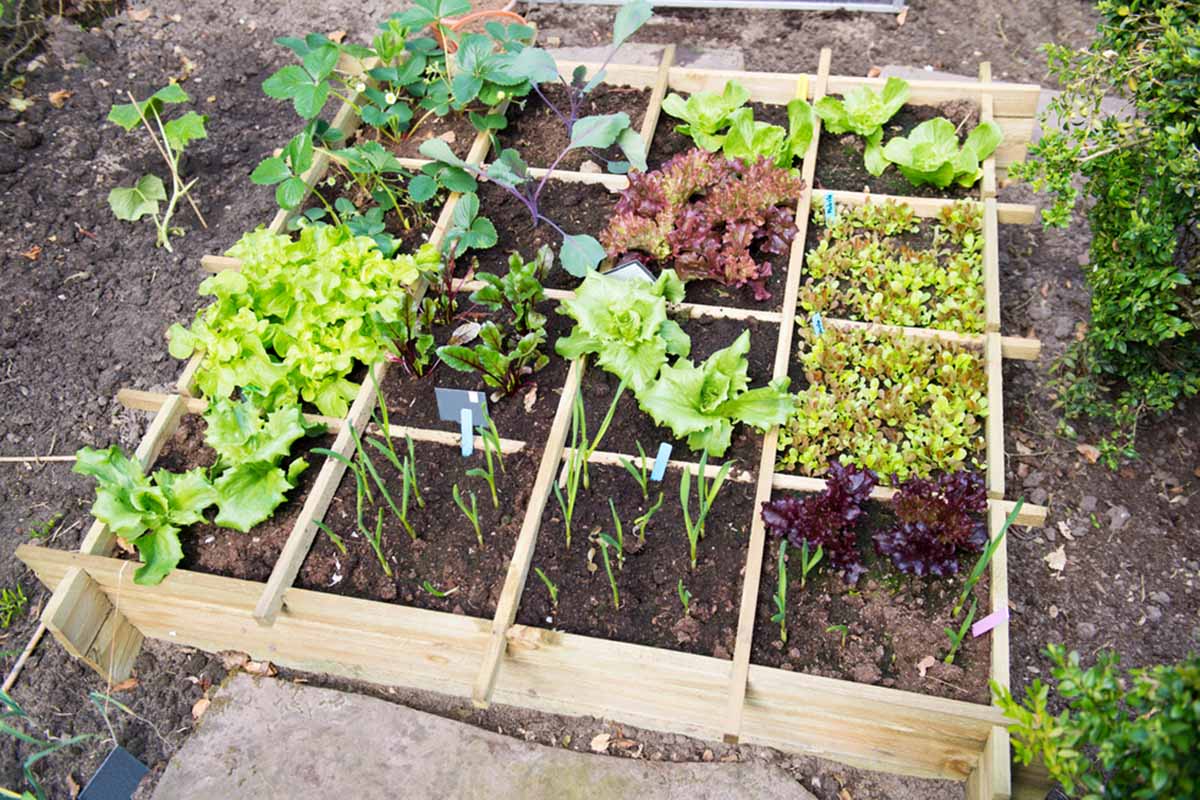 A horizontal image of a wooden raised bed planted in a square foot gardening design.