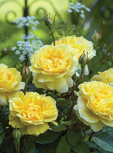 A close up of yellow 'Poet's Wife' rose flowers in a bouquet.
