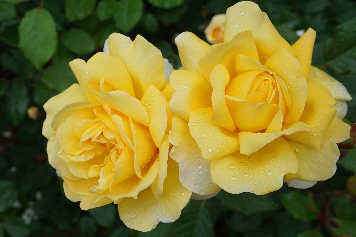 A close up horizontal image of yellow 'Poet's Wife' roses with droplets of water on the petals.