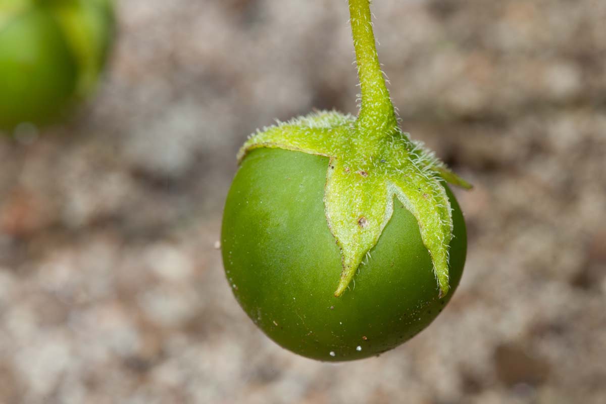 Close up of a green potato seed.