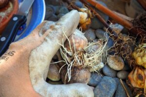 A hand in a beige and off-white gardening glove holds a bulb with rootlike offsets, with a blue ceramic dish, a paring knife, and more bulbs in the background, on a surface covered with smooth gray pebbles.