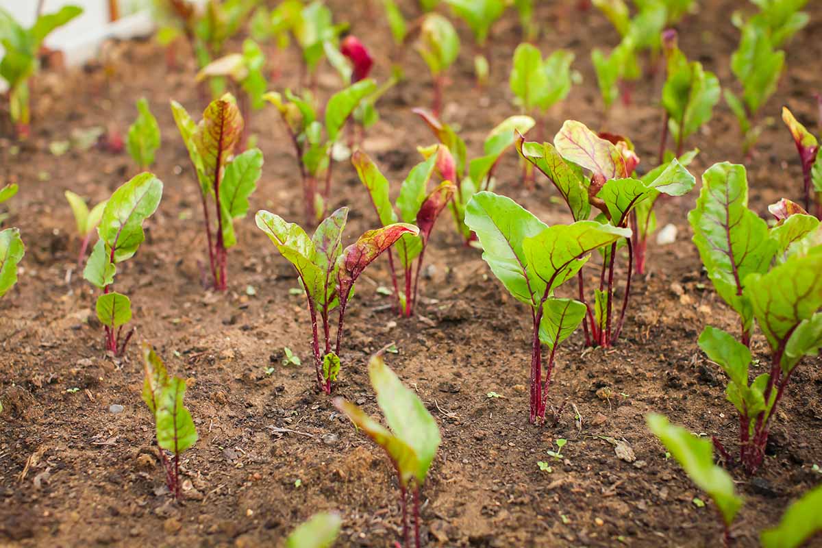 A close up horizontal image of beet seedlings growing in the vegetable garden.