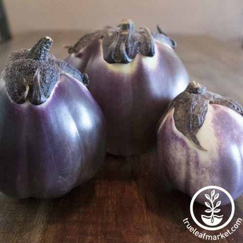 A close up square image of three freshly harvested 'Prosperosa' Italian eggplants set on a wooden surface. To the bottom right of the frame is a white circular logo with text.