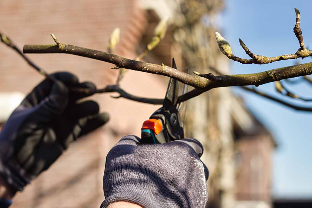 A close up horizontal image of a gardener's gloved hands using a pair of secateurs to prune the branch of a tree pictured on a soft focus background.