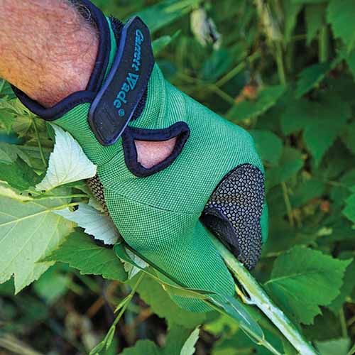 A close up of a hand wearing a green puncture-resistant gardening glove while doing the pruning.