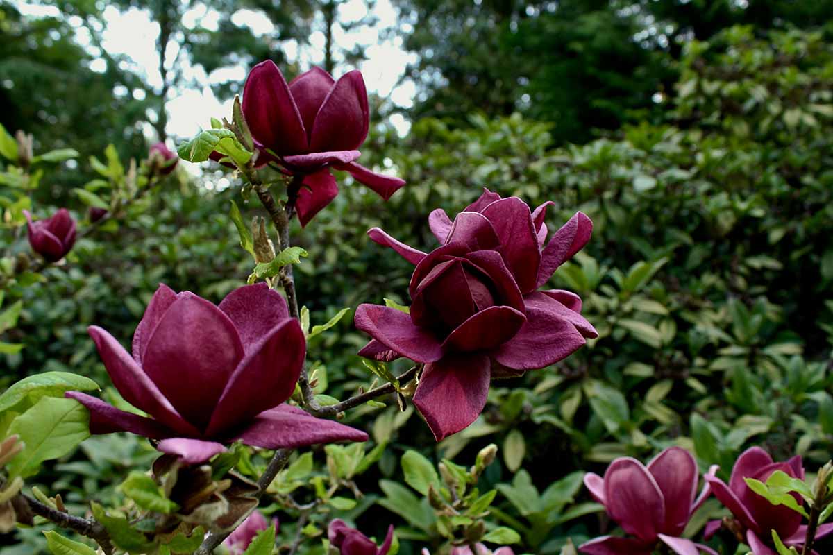 A horizontal image of deep purple 'Genie' magnolia flowers growing in the garden on a miserable spring day.