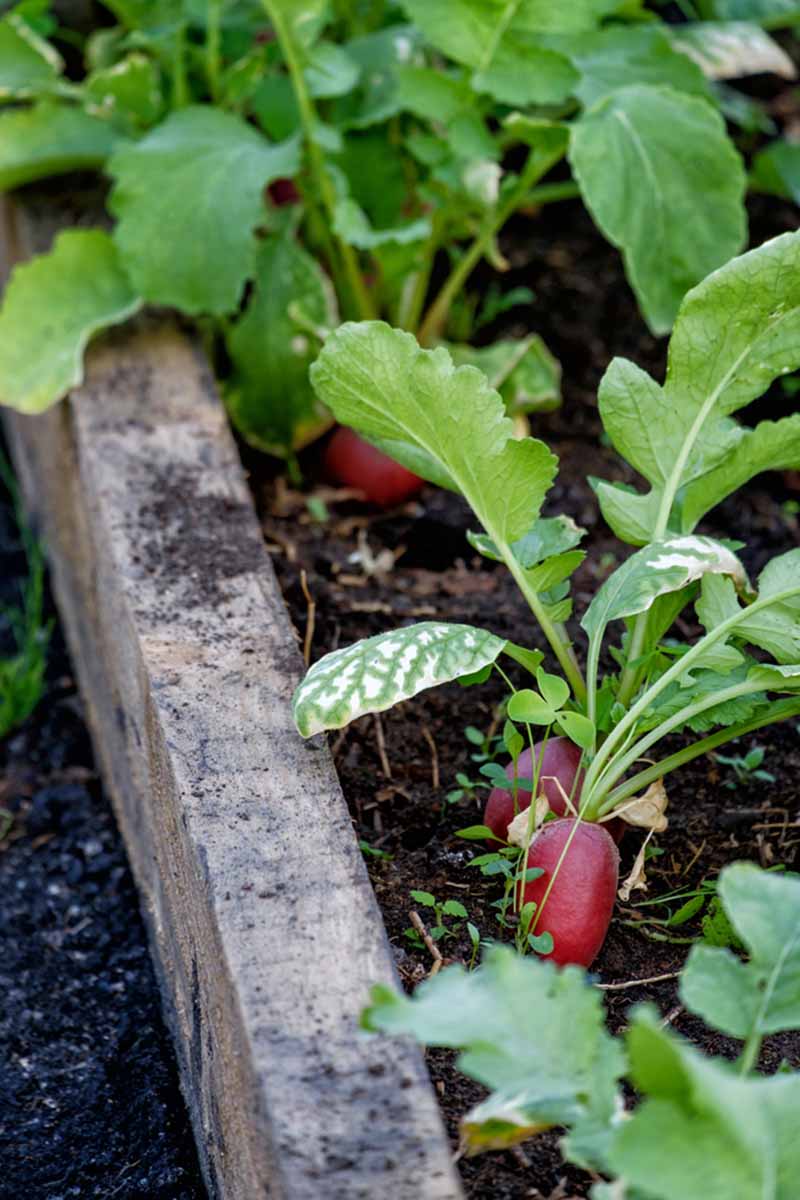 A close up vertical image of radishes growing in a wooden square foot garden.