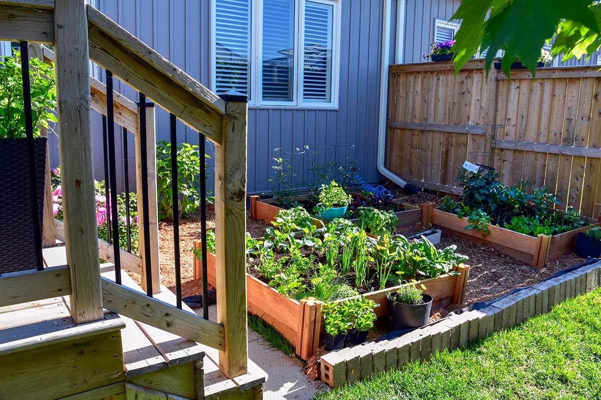 A horizontal image of a small backyard with wooden raised bed gardens growing vegetables.