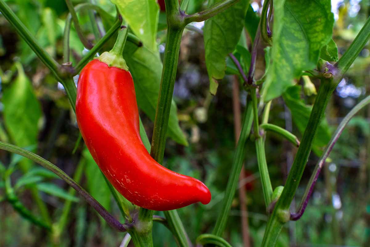 A close up horizontal image of a red chili growing in the garden pictured on a soft focus background.
