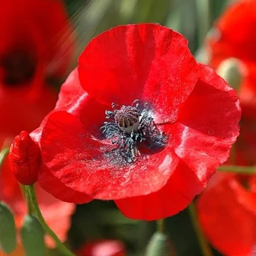 A close up square image of a single red corn poppy pictured in bright sunshine on a soft focus background.